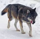 Image result for wolf